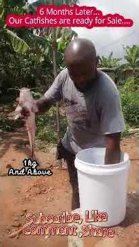 6-Month Catfish Harvest: 1kg+ Size Ready for Market! 🐟💰 #fish #aquaculture #catfish #catfishfarming