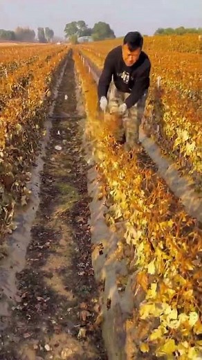 the process of cutting old flowers on agricultural land with special flower scissors.