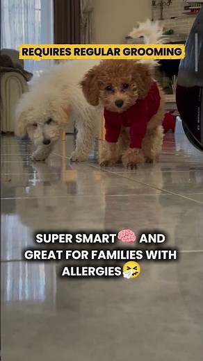 Top 5 Best Family Dogs for Kids 🐶 (Safest Picks in the US🇺🇸)