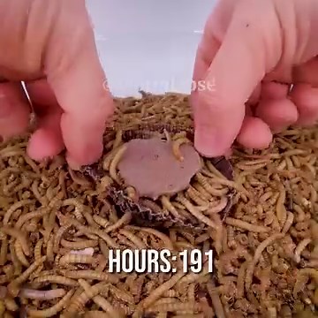 94K views · 721 reactions | Mealworms vs. a whole Mango, Reeses Big Cup, Chicken throat, Piece of cake, Wasabi and Mozzarella focaccia | WormLapse | Facebook