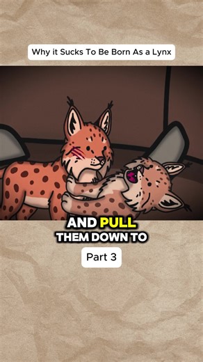 Why Being a Lynx Can Be Challenging