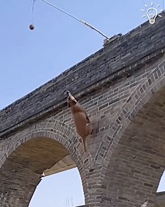 895K views · 4.1K reactions | Well trained dog with phenomenal jumping performance | Things Easier | Facebook