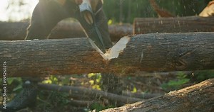 Cropped view of unrecognizable hardworking man in shirt chops wood with ax in forest. guy in work clothes chops tree into logs with old cleaver in middle of coniferous forest in summer evening alone