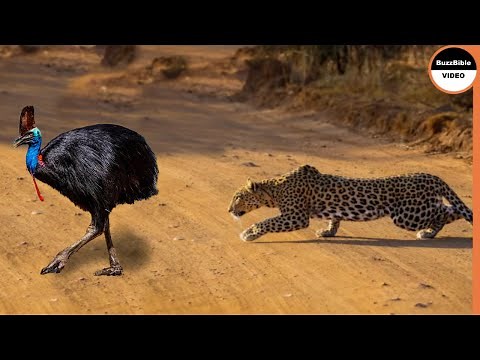 Giant Cassowary Face To Face With Leopard