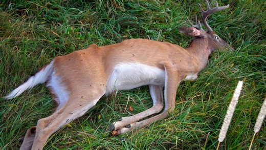 DNR reports record-high number of CWD-positive deer in Wisconsin from 2023-24