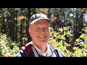 On Tiny Wings: The Monarch Migration