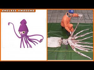 Cephalopods Of Octonauts In Real Life