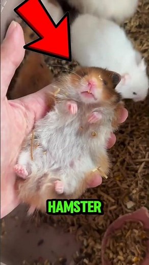 He Thought His Hamster Was Dead… 😱🐹