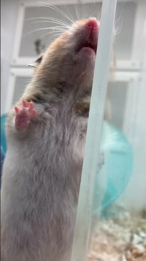 Gay hamster