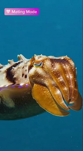 How Cuttlefish Communicate Underwater