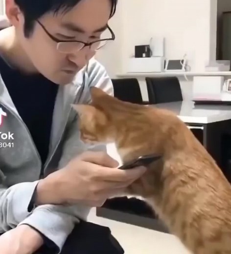 Funny cat moments #cat #catsoftiktok #catlover #catsofun #cutecat #funnycat
