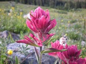 500 Rosy Indian Paintbrush Seeds, Castilleja Rhexifolia, CJ025C - Etsy