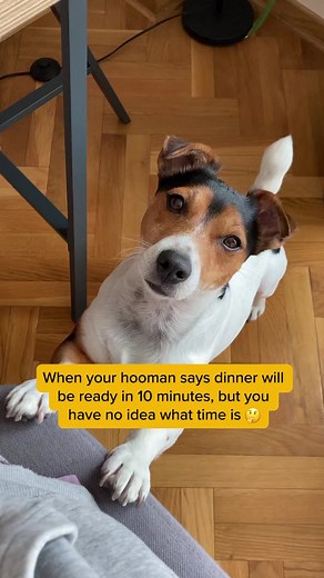 Does “time” speed up with Puppy Dog Eyes? Asking for a friend. | Pedigree US