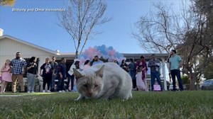 Cat photobombs gender reveal