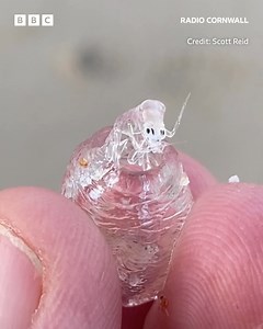 981K views · 10K reactions | On cue for Halloween, the most frightful beast has been discovered off Scilly!!  This parasite is known as 'the monster in a barrel' and cuts into salps before devouring the host from the inside. Don't worry, it's not interested in humans! Learn more  bbc.in/ScillyParasite | BBC Cornwall | Facebook