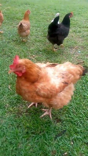 Poultry Farming 101 #chicken #poultryfarming #shorts