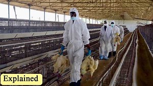 Explained: What is culling and how India is taking care of bird flu?