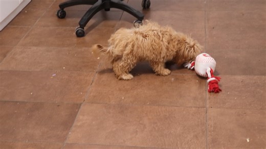 Malti Poo - Maltipoo puppy for sale