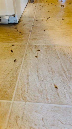 WARNING: Not for the faint of heart! This is what happens when a cockroach infestation gets out of control We were called in to handle this extreme case, and as you can see… the roaches didn’t stand a chance. If you see even one roach, don’t wait until it turns into THIS. Call Water and Pest Repeller’s LLC today and let us take care of the problem before it takes over your home. 📞 419-594-2447 Family owned & operated. Let our family help your family sleep at night. | Water and Pest Repellers LL
