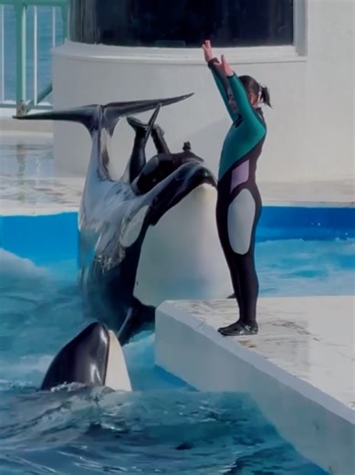 Jesica's Orca Training Showcase
