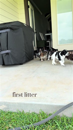 Memories of Two Litter Adventures with Puppies