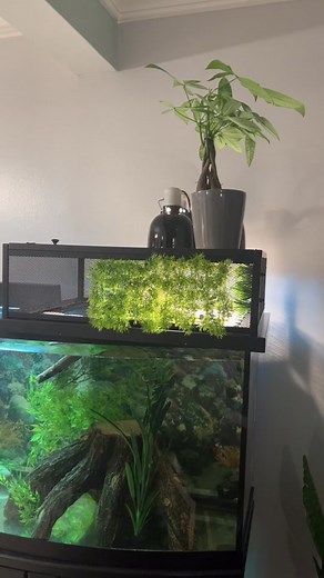 Creating the Perfect Basking Area for Aquatic Turtles