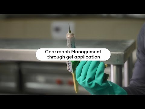 Cockroach management through Maxforce Forte gel application