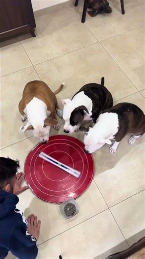 These Dogs Can't Resist This Training Technique 😱 #puppytraining #smartdog #doglife