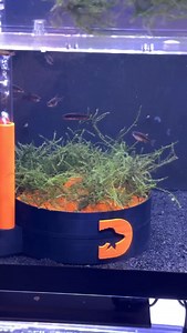 These Celestial Pearl Danios were ready for a grow out tank! #danio #cpd #fishbreeding #dakuaquatics #fishkeeping #aquarium #aquariumhobby #fish #aquascape #freshwateraquarium #aquariumfish #plantedtank #aquariums #tropicalfish #fishkeeper #aquascaping #aquariumlife #plantedaquarium #nanofish #aquariumsofinstagram #freshwaterfish #freshwatertank #aquascaper #natureaquarium #freshwater #fishofinstagram #nature #nanotank #fishroom | Daku Aquatics