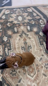 35K views · 2.4K reactions | Puzzle game Part 1 | Angels by the Dozen Boxers | Facebook