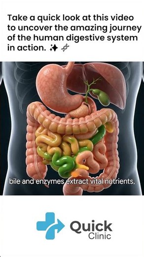 How Your Body Digests Food Step by Step Animation