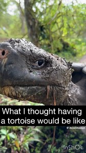 Imagination vs. Reality #tortoise #turtle #reptile #sulcata #sulcatatortoise #reptiles #tortoises #funnyvideos #kurakura #tortoiselife #southparkedit #funny #turtles #tortoiselove #pet #tortoiselover #pardalis #cartman #awww #funnyanimals #hilarious #toocute #pets #animals #torto #funnypets #sia #sulcatalover #unstoppable #lol | Tucker The Tiny Tortoise