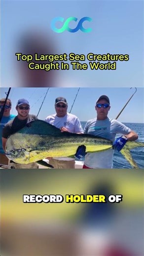 Dolphins are among the smartest and most fascinating animals on Earth 🐬