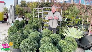 153 reactions · 24 comments | 華English Box Balls are a very stylish...