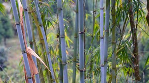 The Two Main Types of Bamboo Plants