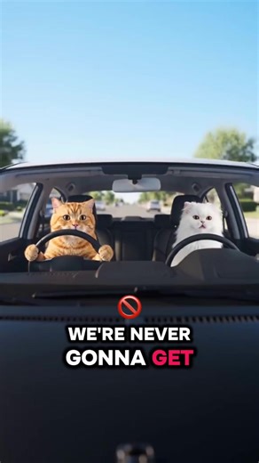 #fyp #cat #catvideos #catsoftiktok #ai