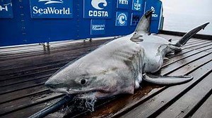 A great white shark named Freya has swum by waters near Myrtle Beach. Now she’s in NC.
