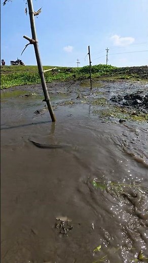 Dry Season Fishing Surprise | Massive Native Fish Catch