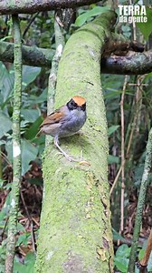 VC no TG 📷💚 O cuspidor-de-máscara-preta (Conopophaga melanops) mede entre 10,5 e 12 centímetros de comprimento e pesa cerca de 20 gramas. A ave é endêmica da Mata Atlântica, e se alimenta basicamente de insetos. Varia de incomum a localmente comum, habitando o estrato baixo de florestas úmidas das baixadas litorâneas da Serra do Mar e as capoeiras maduras adjacentes. A ave gosta de ficar escondida na vegetação, por isso alguns observadores costumam oferecer tenébrios para facilitar o registro.
