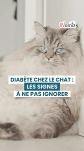 12 reactions | Le diabète sucré du chat, c’est plus fréquent qu’on ne...