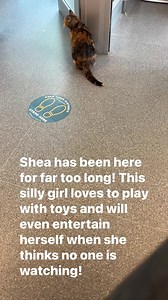 2.2K views · 88 reactions | Meet Shea! She has been at the shelter just waiting for a family to find her! She loves to play, snooze on her bed, and eat! You can win her over with wet food and treats! Check her out , along with other adoptable kitties here : https://bit.ly/SARC2023AdoptableCats | Surrey Animal Resource Centre | Facebook