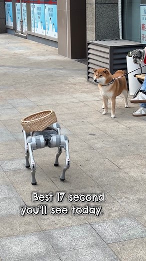 When a Robot Dog Meets a Real Dog 🐶🤖❤️ | Animal Lovers Stories