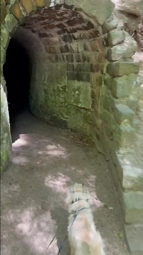 Cairn terrier explores creepy tunnel in stunning Scottish woodland