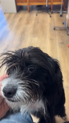 Docs Ben and Erin on Instagram: "We love you Rags ❤️. Animals for life!!!#heartlanddocs #nebraska #vetlife #familytime"