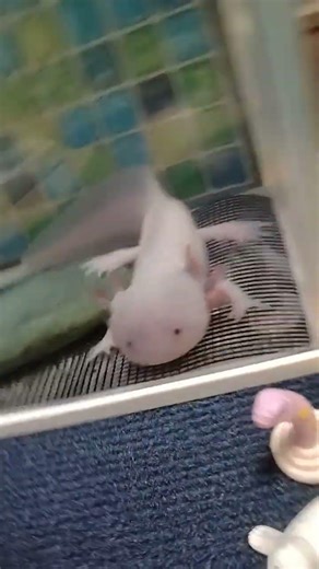 ꒰( -𐃷- )꒱꒰( ;𐃷; )꒱꒰( °𐃷° )꒱꒰( ˙𐃷˙ )꒱꒰( ｀𐃷´ )꒱