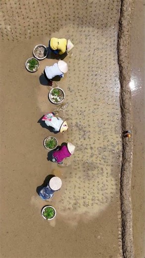 The Heart of Rice Farming: A Day in the Fields