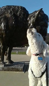 1.8K views · 55 reactions | THANK YOU to all our Pet Parents who submitted videos for our WIlderness Howl Off contest in April, like 'Mico from Buffalo, NY! We will announce our Week 4 winners later this week, and our $2,500 Grand Prize winner next week. | Blue Buffalo | Facebook