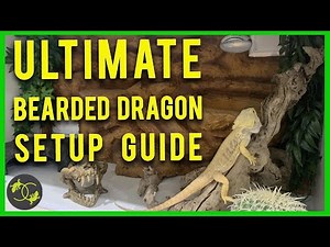 How to Setup a Bearded Dragon Enclosure - 2020 - Cookies Critters