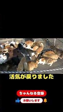 青島猫の猫風邪騒動の収束とこれからの問題のお話 #猫 #子猫 #animalrescue