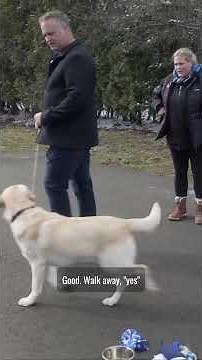 How To Get Your Dog To Ignore Distractions